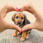 Beneficios físicos y emocionales de las mascotas